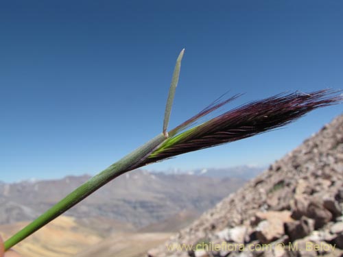 Bild von Poaceae sp. #3164 (). Klicken Sie, um den Ausschnitt zu vergrössern.