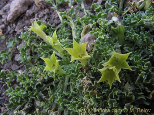 Image of Jaborosa sp. (). Click to enlarge parts of image.
