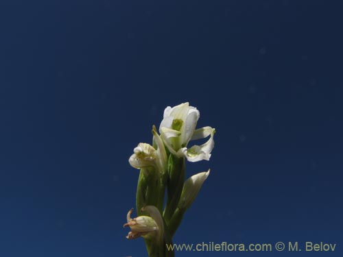 Bild von Chloraea chica (). Klicken Sie, um den Ausschnitt zu vergrössern.