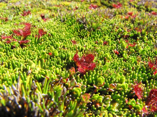 Drosera unifloraの写真