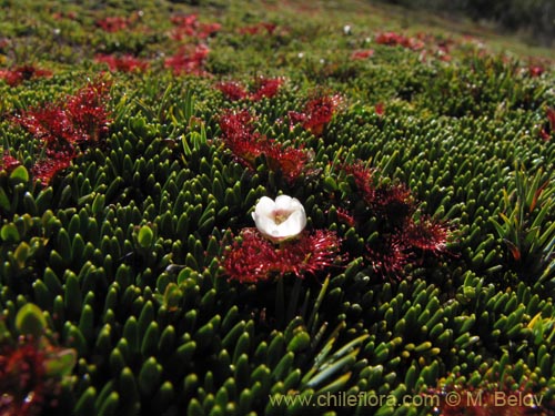 Imágen de Drosera uniflora (). Haga un clic para aumentar parte de imágen.