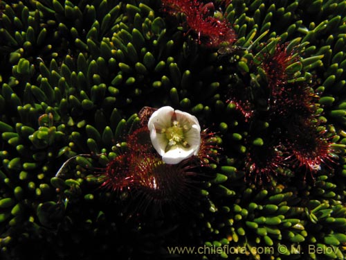Фотография Drosera uniflora (). Щелкните, чтобы увеличить вырез.