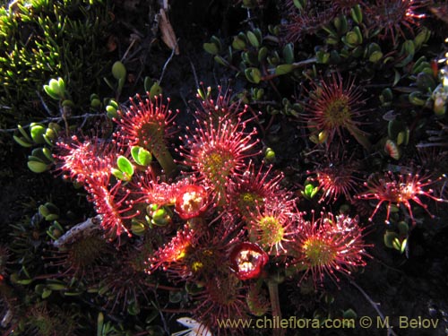 Drosera uniflora의 사진