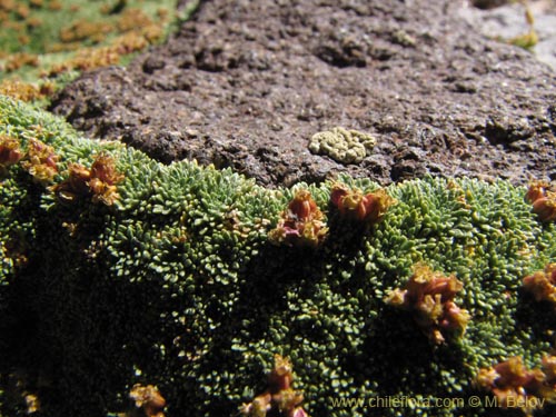 Image of Azorella madreporica (). Click to enlarge parts of image.