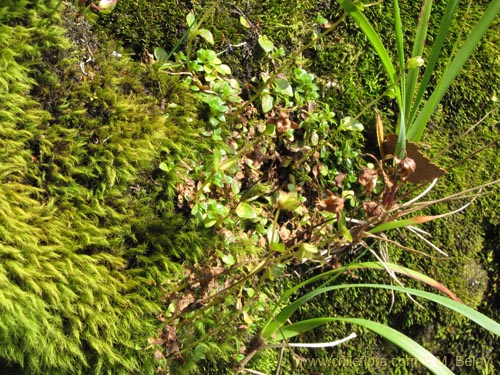 Фотография Calceolaria tenella (). Щелкните, чтобы увеличить вырез.