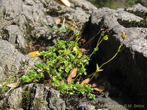 Calceolaria tenella의 사진