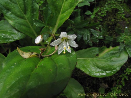 Lysimachia sertulataの写真