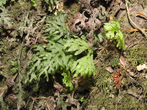 Bild von Hymenophyllum caudiculatum var. Productum (). Klicken Sie, um den Ausschnitt zu vergrössern.