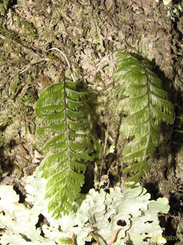 Image of Unidentified Plant (Fern) sp. #3182 (). Click to enlarge parts of image.