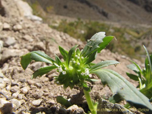 Calycera sessilifloraの写真