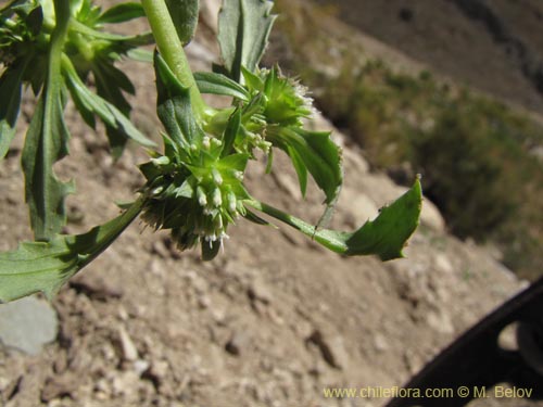 Фотография Calycera sessiliflora (). Щелкните, чтобы увеличить вырез.