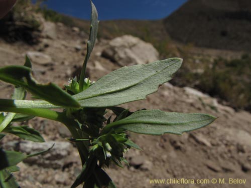 Фотография Calycera sessiliflora (). Щелкните, чтобы увеличить вырез.