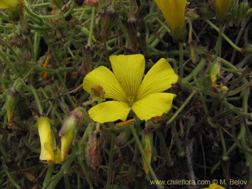 Image of Oxalis sp. #3171 (). Click to enlarge parts of image.