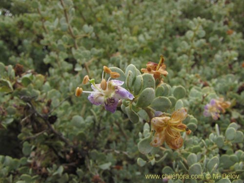 Image of Grabowskia glauca (). Click to enlarge parts of image.