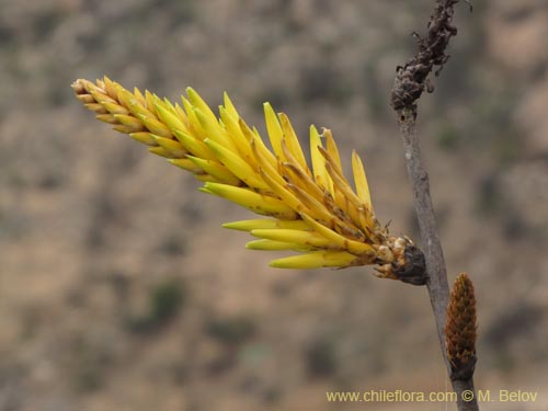 Deuterocohnia chrysantha的照片