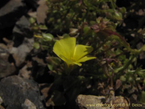 Image of Oxalis sp. #3170 (). Click to enlarge parts of image.