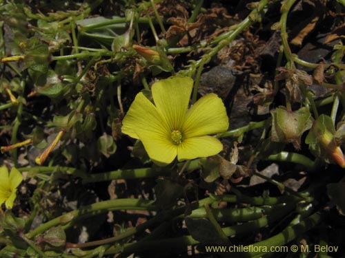 Image of Oxalis sp. #3170 (). Click to enlarge parts of image.