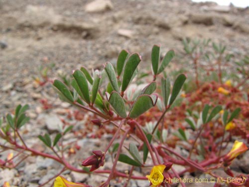 Image of Oxalis ericoides (). Click to enlarge parts of image.