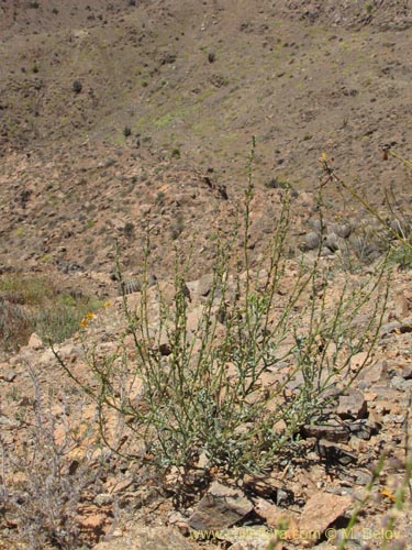 Image of Unidentified Plant sp. #3094 (). Click to enlarge parts of image.