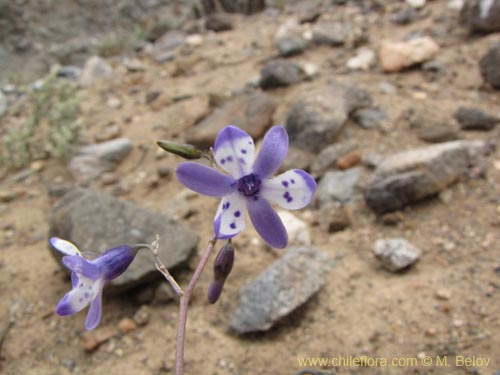 Image of Conanthera sp. (). Click to enlarge parts of image.