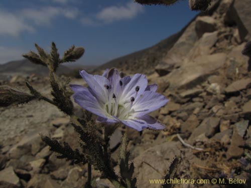 Image of Malesherbia sp. #2218 (.). Click to enlarge parts of image.