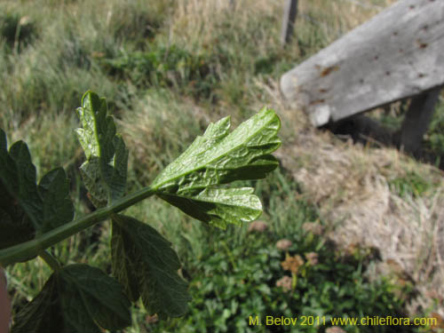 Image of Apiaceae sp. #2234 (). Click to enlarge parts of image.