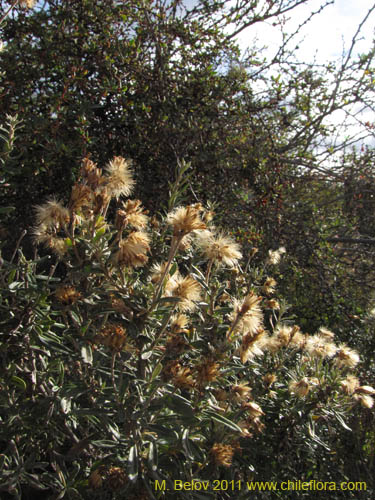 Image of Chiliotrichum diffusum (). Click to enlarge parts of image.