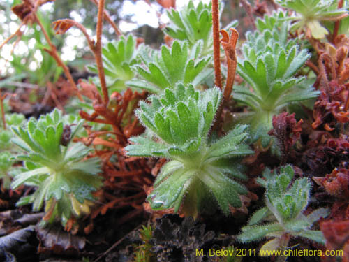 Imágen de Saxifraga magellanica (). Haga un clic para aumentar parte de imágen.