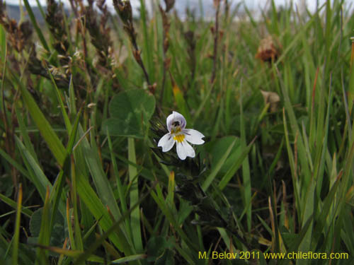 Image of Euphrasia antarctica (). Click to enlarge parts of image.