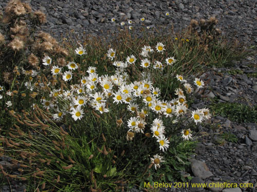 Bild von Asteraceae sp. #3173 (). Klicken Sie, um den Ausschnitt zu vergrössern.
