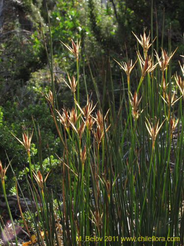 Imágen de Marsippospermum grandiflorum (Junco de Magallanes). Haga un clic para aumentar parte de imágen.