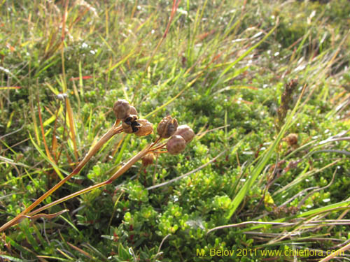 Sisyrinchium patagonicumの写真