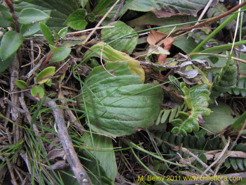 Bild von Calceolaria biflora (). Klicken Sie, um den Ausschnitt zu vergrössern.