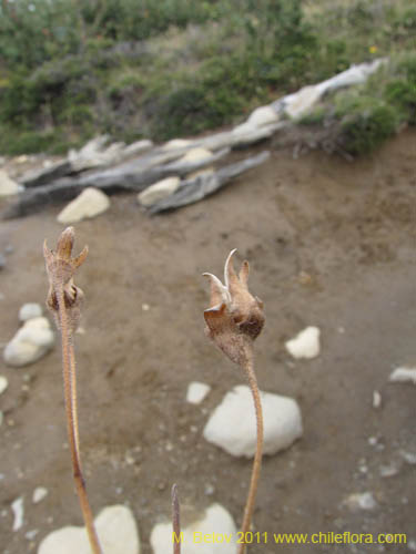Bild von Calceolaria biflora (). Klicken Sie, um den Ausschnitt zu vergrössern.
