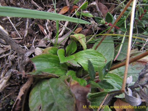 Фотография Calceolaria biflora (). Щелкните, чтобы увеличить вырез.