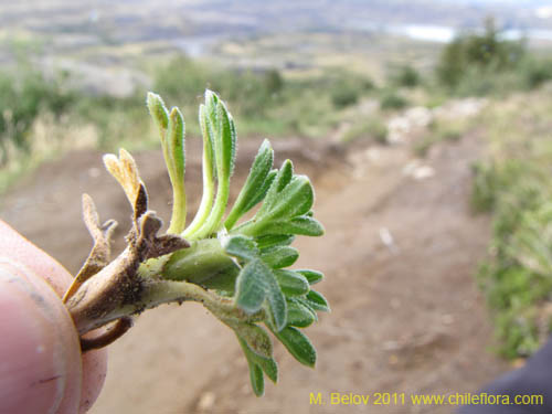 Image of Bolax gumifera (). Click to enlarge parts of image.