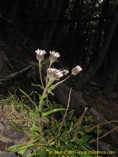 Imágen de Asteraceae sp. #3174 (). Haga un clic para aumentar parte de imágen.