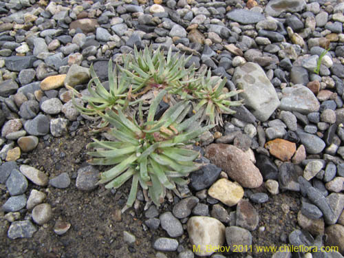 Image of Unidentified Plant sp. #2245 (). Click to enlarge parts of image.