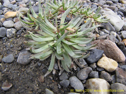 Фотография Не определенное растение sp. #2245 (). Щелкните, чтобы увеличить вырез.