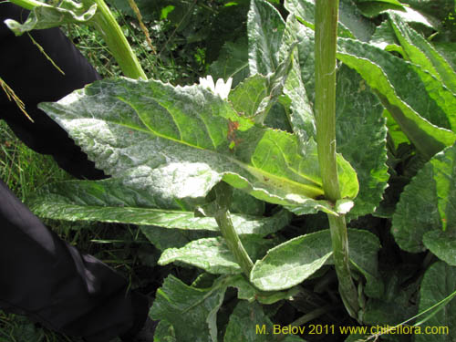 Image of Plant sp. #2258 (). Click to enlarge parts of image.