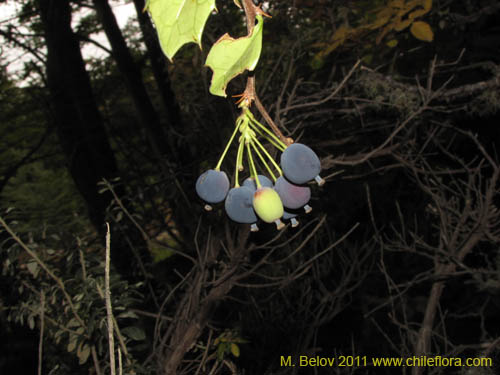 Imágen de Berberis ilicifolia (). Haga un clic para aumentar parte de imágen.