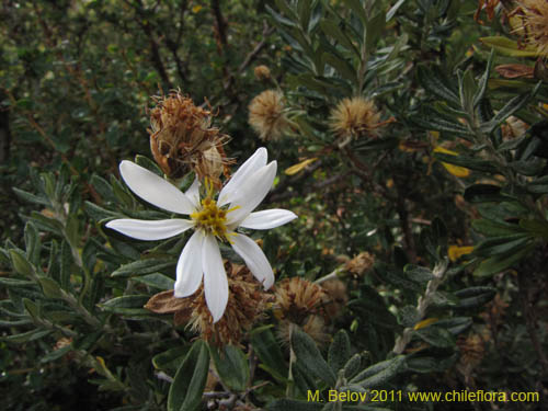 Image of Chiliotrichum diffusum (). Click to enlarge parts of image.