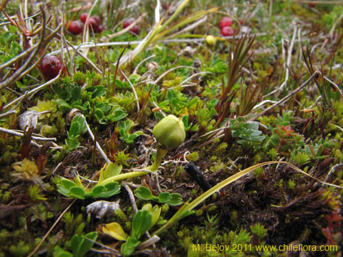 Image of Unidentified Plant sp. #2247 (). Click to enlarge parts of image.