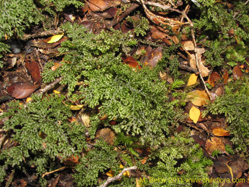 Hymenophyllum tortuosum的照片