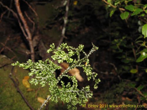 Hymenophyllum tortuosum的照片
