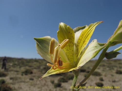 Bild von Alstroemeria werdermannii var. flavicans (). Klicken Sie, um den Ausschnitt zu vergrössern.