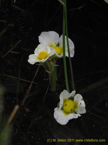 Image of Unidentified Plant sp. #2263 (). Click to enlarge parts of image.