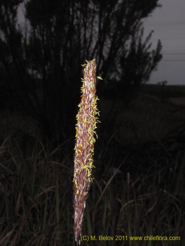 Image of Unidentified Plant sp. #3160 (). Click to enlarge parts of image.