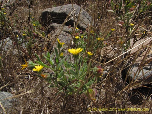 Image of Unidentified Plant sp. #2267 (). Click to enlarge parts of image.