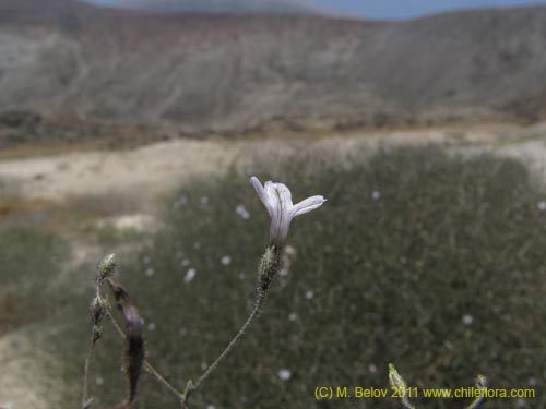 Imágen de Reyesia chilensis (). Haga un clic para aumentar parte de imágen.